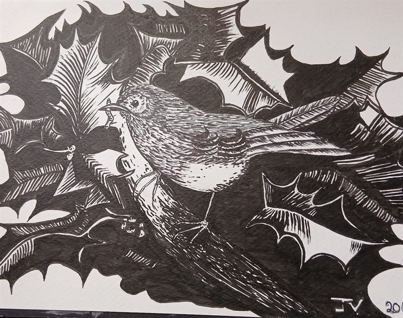 Pen and ink drawing of a robin among holly leaves