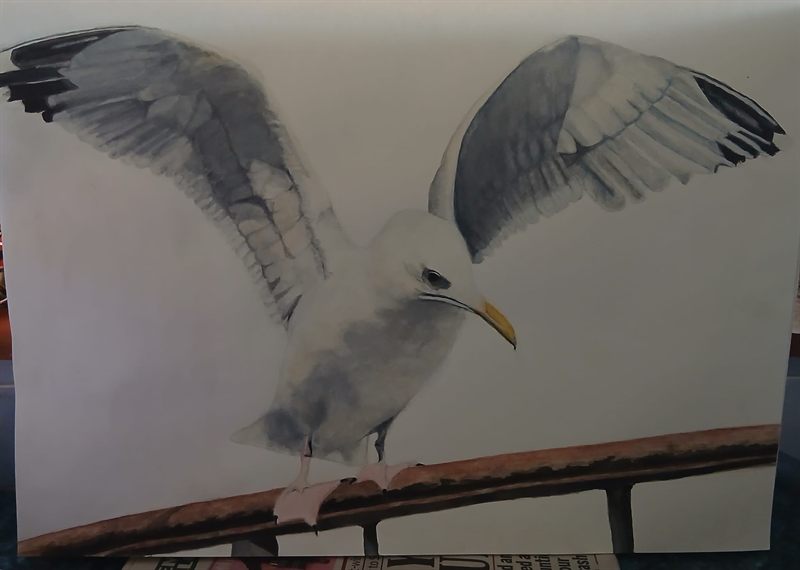 Watercolour of a herring gull with its wings outstretched