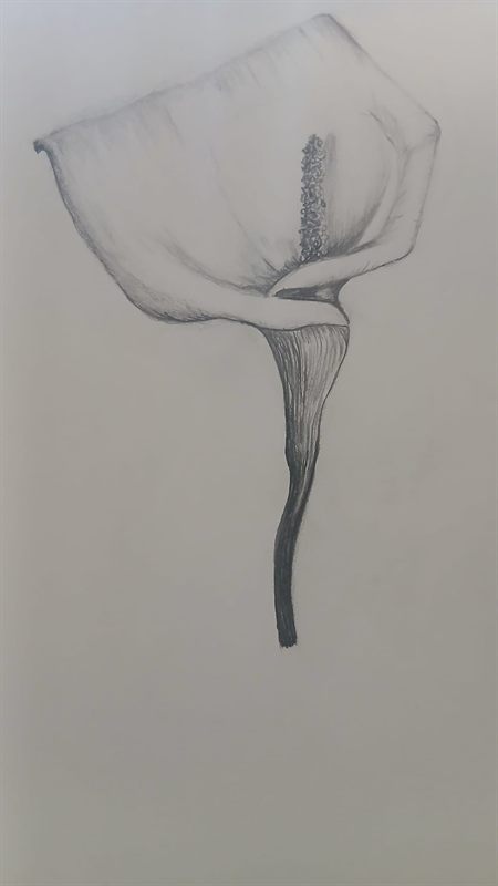 Graphite drawing of an arum lily